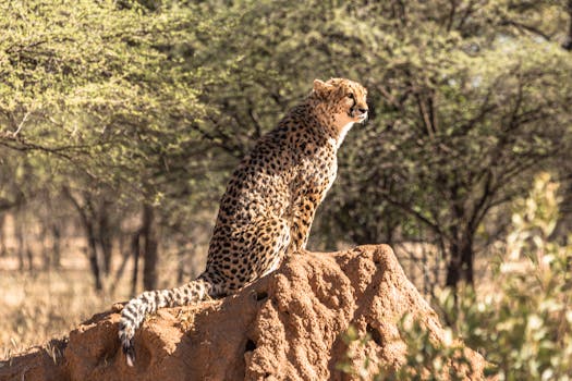 Discover Untamed Luxury at andBeyond Bateleur Camp, Kenya