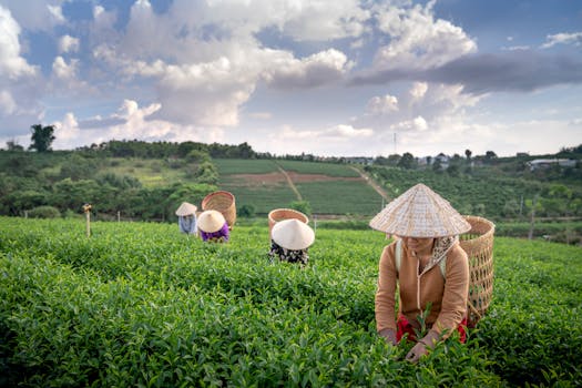 Hotels Surrounded by Highland Tea Plantations