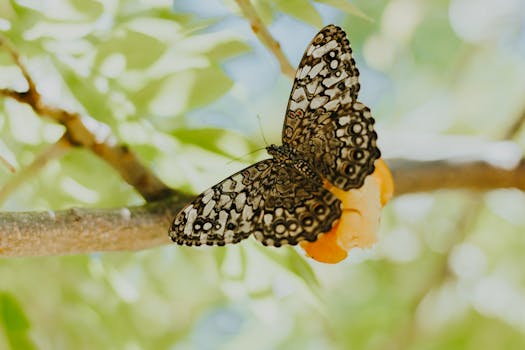 Hotels Surrounded by Rare Butterfly Gardens