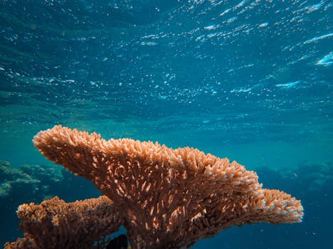 Hotels With Suites Hidden in Coral Reefs