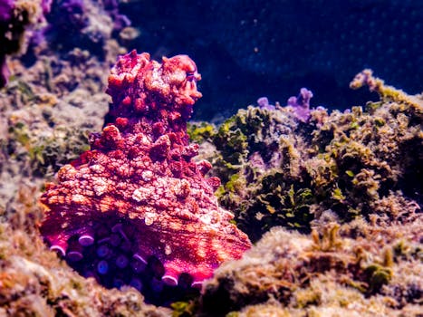 Resorts Surrounded by Coral Reef Nurseries