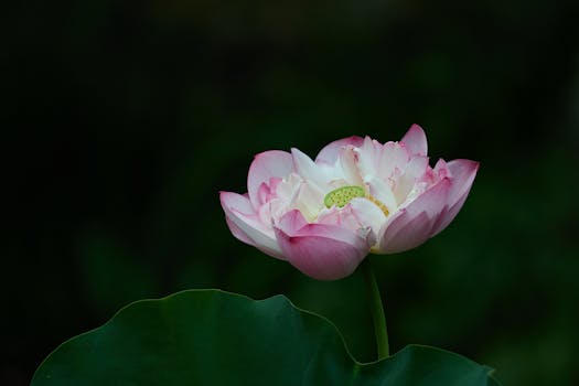 Resorts Surrounded by Lotus Blossom Gardens