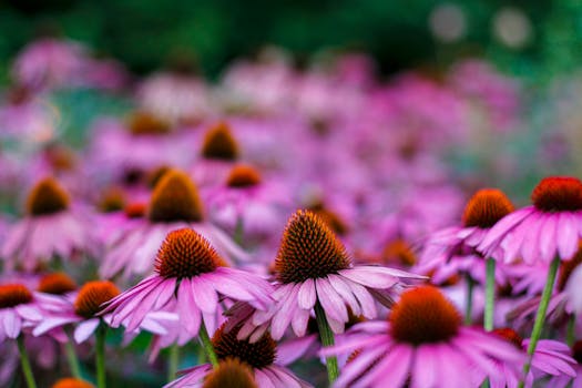 Resorts Surrounded by Mountaintop Flower Gardens