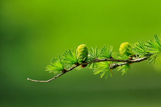 Resorts Surrounded by Pine Needle Trails