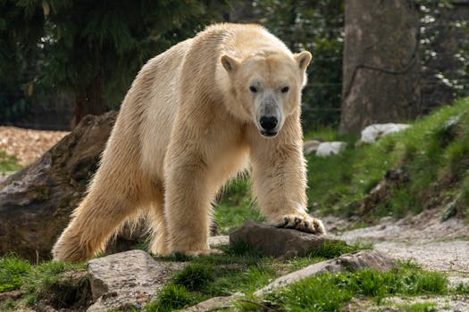 Resorts That Provide Polar Bear Watching Decks