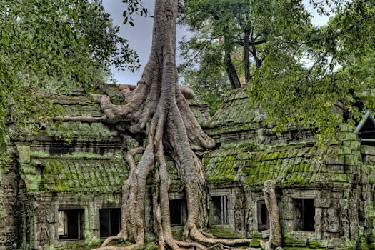 Villas Built Into Giant Banyan Trees
