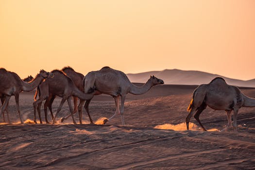 Villas Hosting Sunset Camel Caravan Retreats