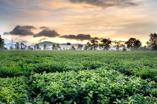 Villas Surrounded by Highland Tea Plantations